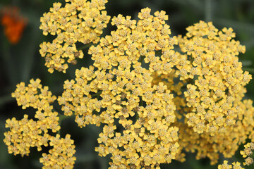 Closeup, top-down view of clusters of yellow yarrow flowers