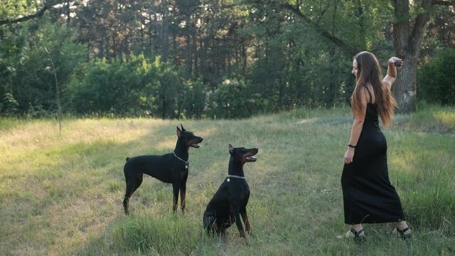Young woman playing with her doberman dogs using a ball during the walking in the park.