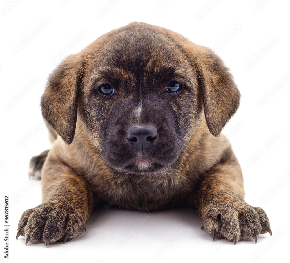 Wall mural Brown beautiful puppy.