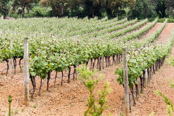 Fototapeta na wymiar Vineyard in Portugal