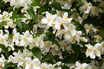 white jasmine flowers and bumblebee in the garden