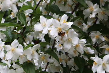 Fototapeta premium white jasmine flowers and bumblebee in the garden