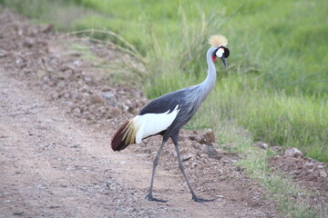 Beautiful wild grey crowned crane bird red, grey, white and brown, walking in savannah, safari in Kenya, Africa. © Sabrina