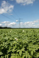Fototapeta na wymiar Potato plants against a blue sky with fluffy clouds and electricity towers in the background. Agrarian vegetable and food industry.