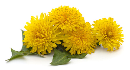 Dandelion with leaves.