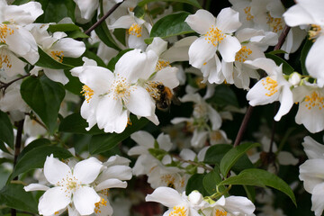 white jasmine flowers and bumblebee in the garden