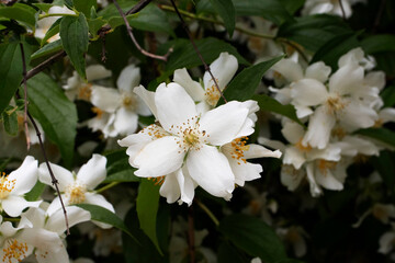 Obraz na płótnie Canvas white jasmine flowers in the garden