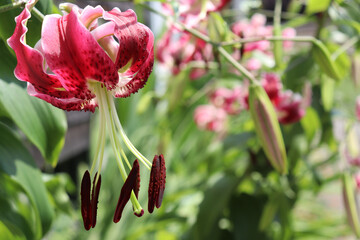 Downward facing pink tiger lily with petals curving back and stamens hanging below