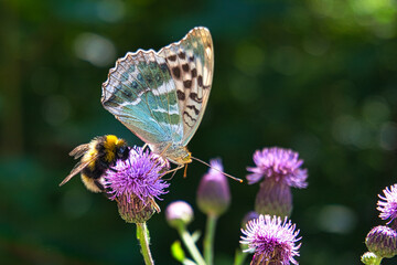 Schmetterling & Hummel