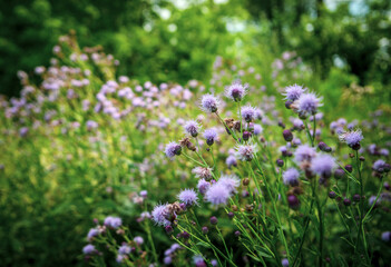 Beautiful summer flowers, wild nature