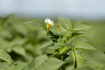 Flower of potato plant among a farmland field out of focus blurred in the background. Agrarian vegetable and food industry.