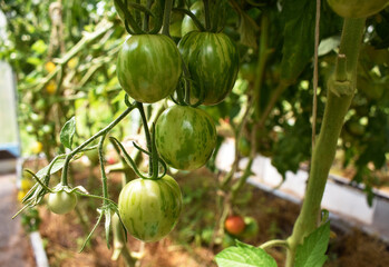 green tomatoes hanging on a brunch in greenhouse