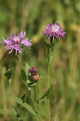meadow flowers and grasses on a hot summer day