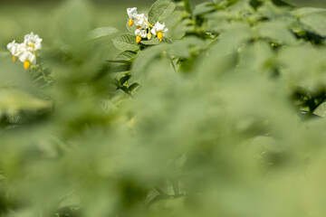 White and yellow flowers of potato plants in a farmland field with out of focus plants in the foreground. Agrarian vegetable and food industry.