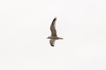 Soaring silhouette of a white sea bird with black feathers against a blue sky with spread wings flying high above the ground looking out for fish near the shore.