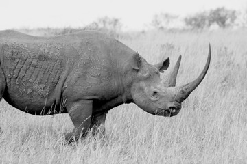 Fototapeta premium Portrait in Black and white, monochrome, of a rhino rhinoceros close up walking, Kenya, Africa.