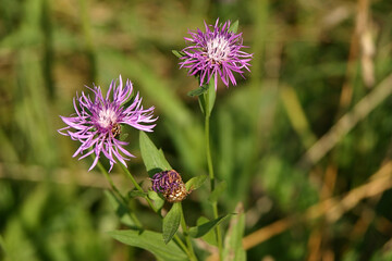 meadow flowers and grasses on a hot summer day