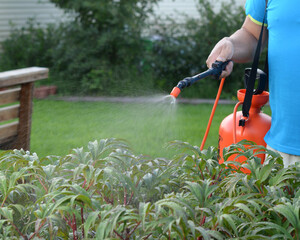 A garden water sprayer. Spray bottle. The orange sprayer is on a green lawn. Men's hand holds garden sprayer. A man sprays plants with water. Processing the garden area