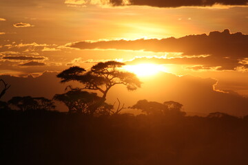 Beautiful orange and yellow sunset with a majestic tree in savannah, safari in Kenya, Africa.
