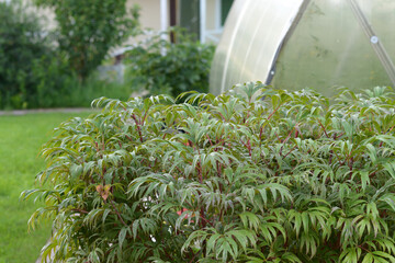 Garden plot in summer. A close-up peon bush. Garden plants. Garden design 