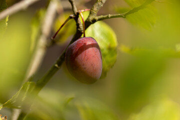 Plum tree with ripe Damson fruit framed by out of focus blurred natural surrounding