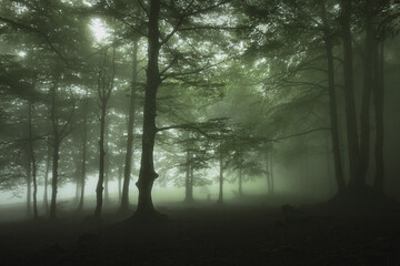 Fototapeta premium misty morning in the forest