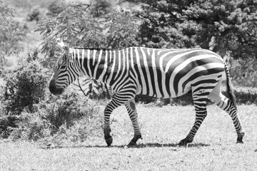 Fototapeta na wymiar Zebra herd isolated wlakingin a black and white photo, Africa. monochrome.