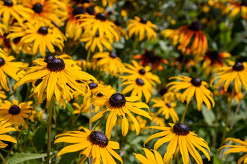 yellow rudbeckia flowers in the garden