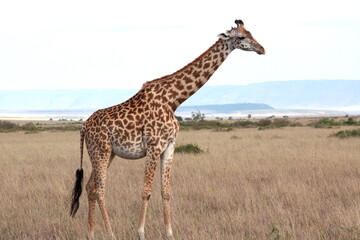 Naklejka na ściany i meble One isolated close-up giraffe walk through the savannah in Kenya, Africa.