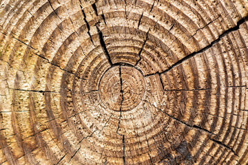 Fototapeta premium Rings of a cut down wooden log with detail and texture. Background and overlay.