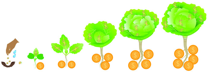 The growth cycle of cabbage plants and money.