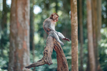 An adult macaque monkey sits on the trunk of a tree with its legs hanging down. Monkey forest, Bali, Indonesia