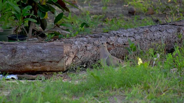 Mourning dove feeding on the ground near pine logs