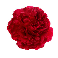 Bright red peony flower isolated on white background.