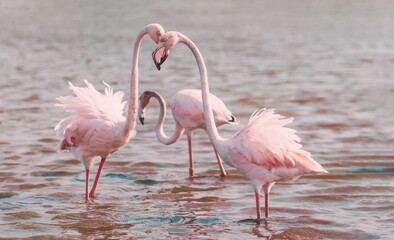 Two Greater flamingos stand in the water and hug their heads in an arc. In the background is a Blue pond and a small Flamingo. Copy of the space