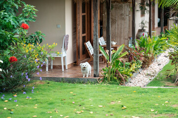 A shaggy little cute dog stands at the entrance to the house, in front of the grass. Concept of animal shelters and hotels