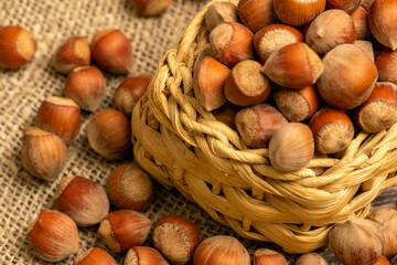 Hazelnuts in a wicker basket and hazelnuts scattered on a background of homespun fabric with a rough texture. Close up.