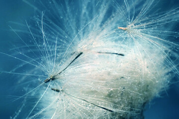 Dendelion. Abstract macro photo of dendelion seeds