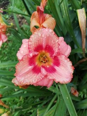 Fototapeta premium red flower with water drops