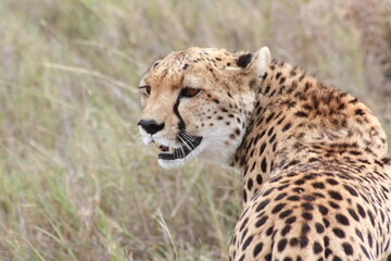 Naklejka na ściany i meble Powerfull portrait of an isolated close-up cheetah guepard mother in a safari in Kenya, Africa.