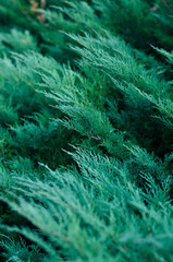 Closeup of Christmas fir tree branch outdoor background