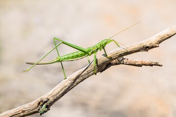 Bush cricket or Spiked Magician (Saga pedo) on the branch