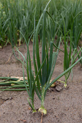 Fototapeta premium Single onion with long leek leaves surrounded by soil with wider vegetable field of fresh onions in the background ready to be harvested. Agrarian food industry.