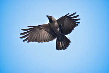 Free as a bird. Herring gull Larus argentatus winter plumage .