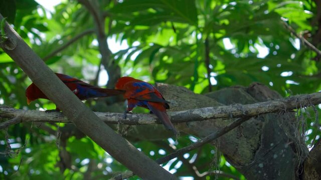 Group of parrots lory with blue and black feathers seated on a tree branch
