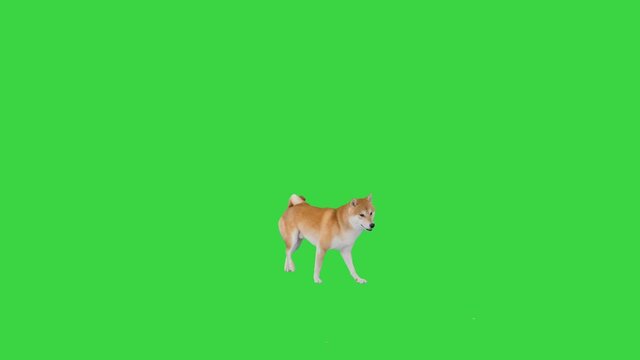 Cute shiba inu puppy searching for food and eating on a Green Screen, Chroma Key.