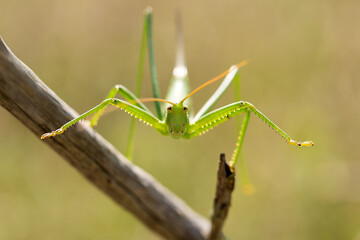 Bush cricket or Spiked Magician (Saga pedo) on the branch