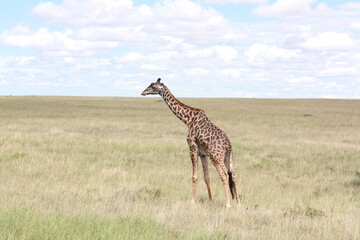 One isolated close-up giraffe walk through the savannah in Kenya, Africa.
