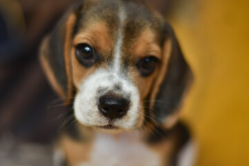 Dog Social - closeup of a beagle puppy on a yellow blur background, Cute Beagle puppy 