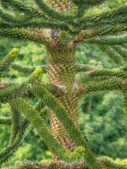 Monkey puzzle tree close up with nice detail